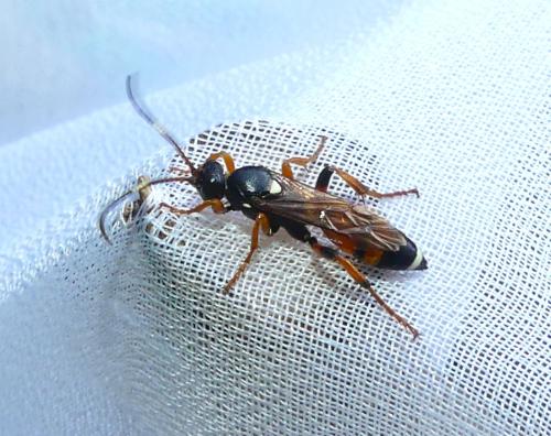 Réf. 329 663 : Ichneumon sarcitorius